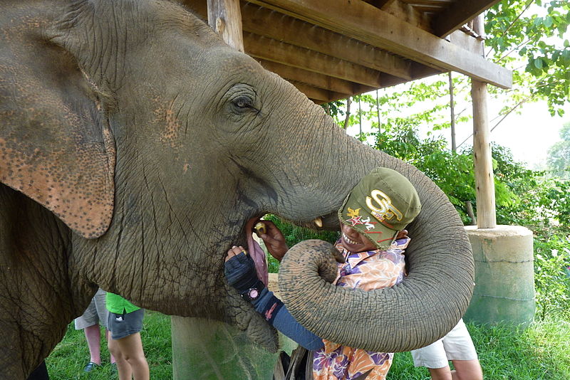 File:Mahout Elephant Nature Park.JPG