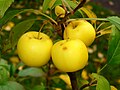 Image 29Malus sylvestris (from List of trees of Great Britain and Ireland)