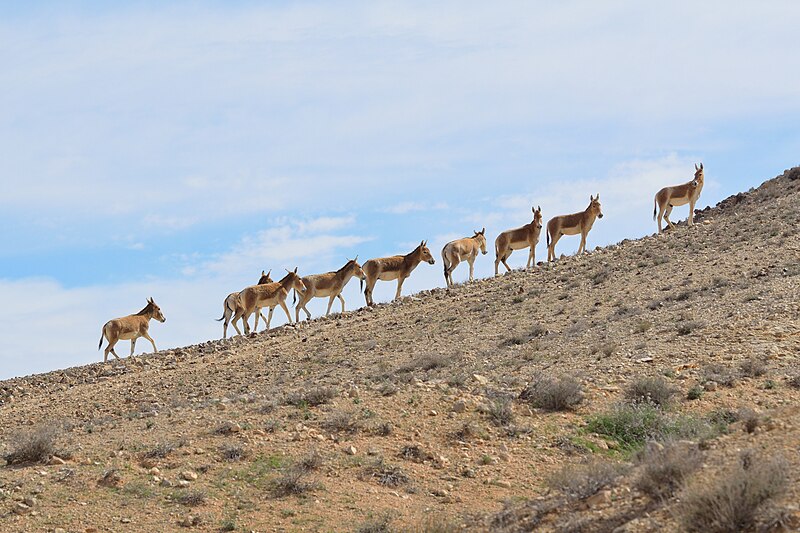 File:Onagers Negev Mountains 1.jpg