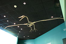 Pelagornis.jpg