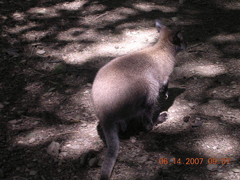 File:Red-Necked Wallaby 03.00.jpg