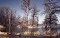 Photograph of Reelfoot Lake in West Tennessee, formed by the 1811–1812 New Madrid earthquakes