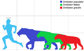 Красный — Smilodon gracilis