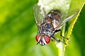 Unidentified Tachinid