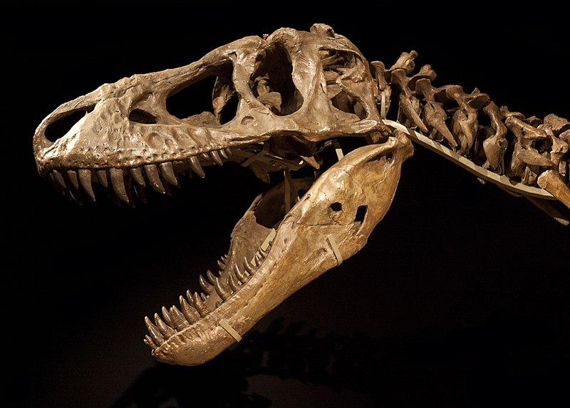 Archivo:Tarbosaurus profile.jpg