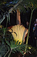 "Putrella", Muttart Conservatory, Edmonton, Canada, April 7, 2015