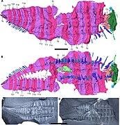 The larger of two exceptionally preserved Arthropleura fossils from Montceau-les-Mines (France), showing the head region (including the antennae and stalked eyes), as well as legs (two pairs per body segment), from Lhéritier et al. (2024).[1]