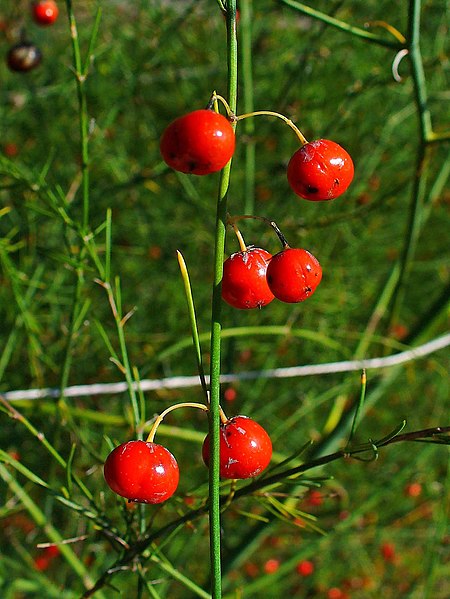 Файл:Asparagus officinalis 004.JPG