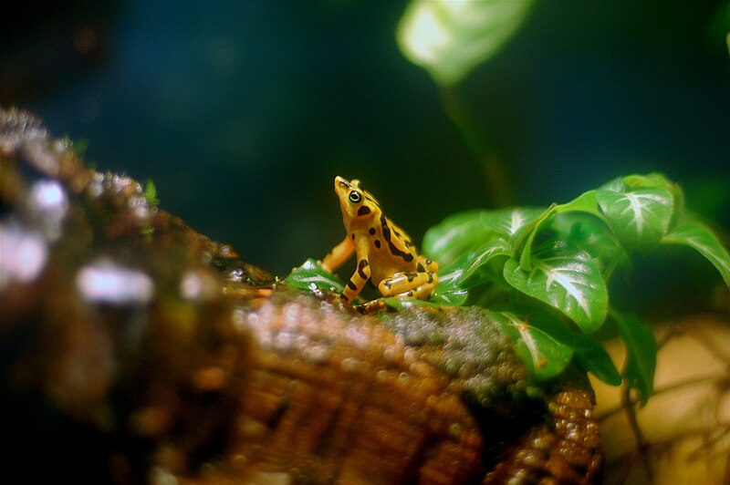 Archivo:Atelopus zeteki.jpg