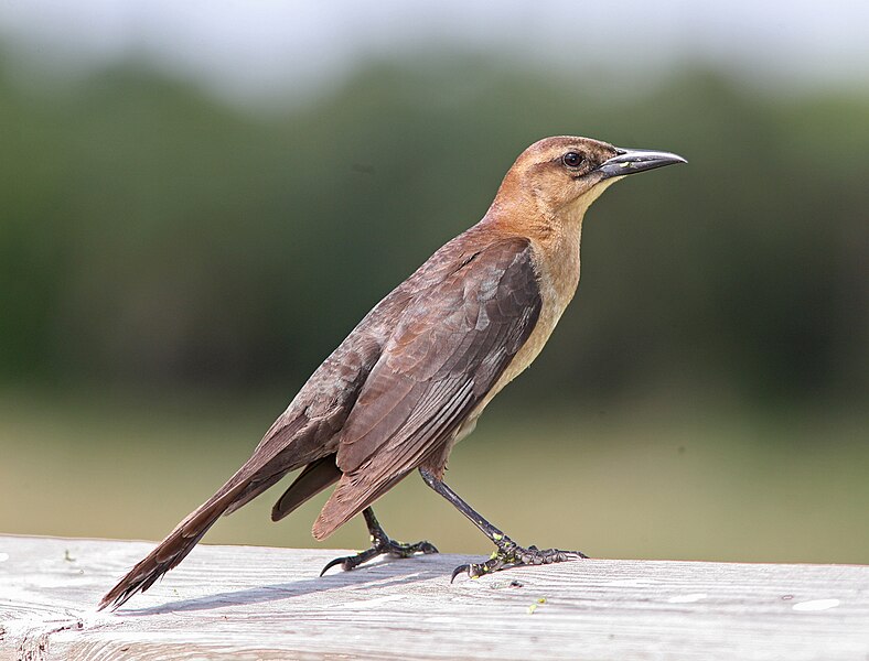 File:Boat-tailed Grackle female.jpg