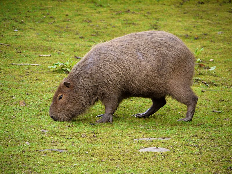 File:Capybara portrait 2.jpg