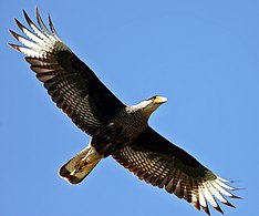 Young adult, showing the distinctive light 'windows' in the wings