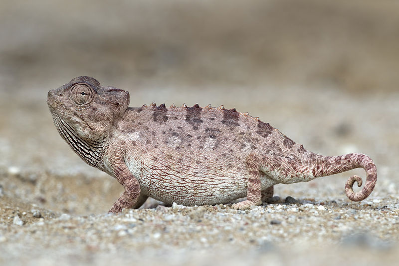 File:Chamaeleo namaquensis (Walvis Bay).jpg