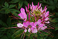 Pink inflorescence