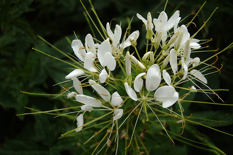 Archivo:Cleome-hassleriana-white.jpg