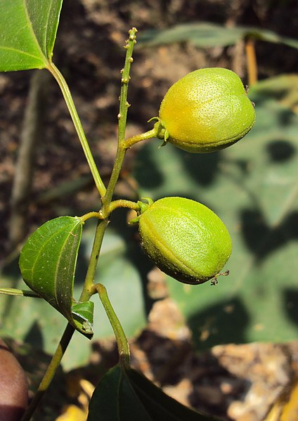 File:Croton tiglium 02.JPG