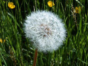 Dandelion clock