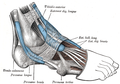 The mucous sheaths of the tendons around the ankle. Lateral aspect.