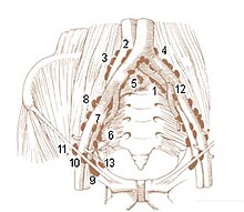 Illu lymph chain10.jpg