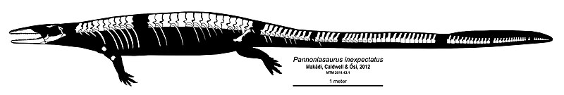 File:Pannoniasaurus skeletal diagram.jpg