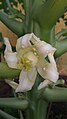 Papaya flower