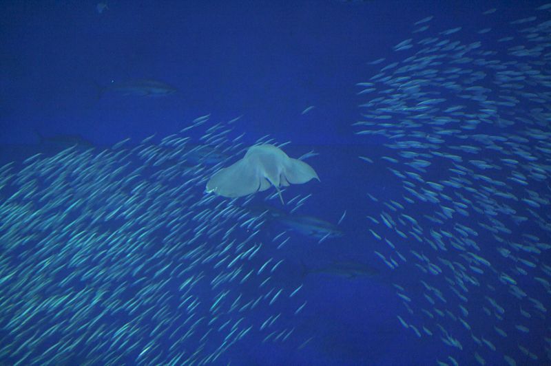 File:Pelagic stingray monterey2.jpg