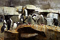 Rockhoppers and gentoos at the penguin habitat.