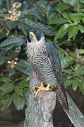 Falco peregrinus