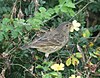 Female Vegetarian Finch feeding