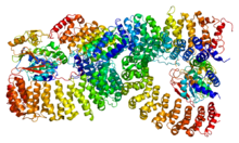 Protein PPP2CA PDB 2iae.png