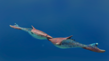 Life reconstruction of extinct agnathan genus, Pteraspis (Pteraspidomorphi)