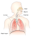 Respiratory system