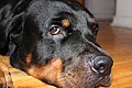 A close-up head shot of a 5-year-old Rottweiler