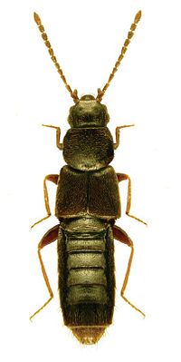 Schistoglossa carexiana