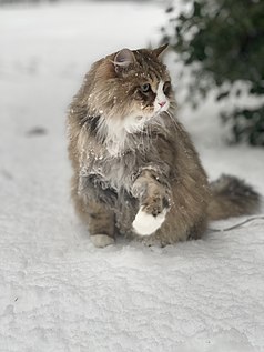 My Siberian cat