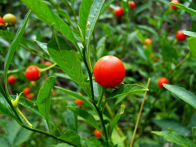 Archivo:Solanum pseudocapsicum.jpg