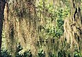 Spanish moss growing on an oak tree.