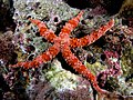 Large red starfish found in Komodo National Park, Indonesia.