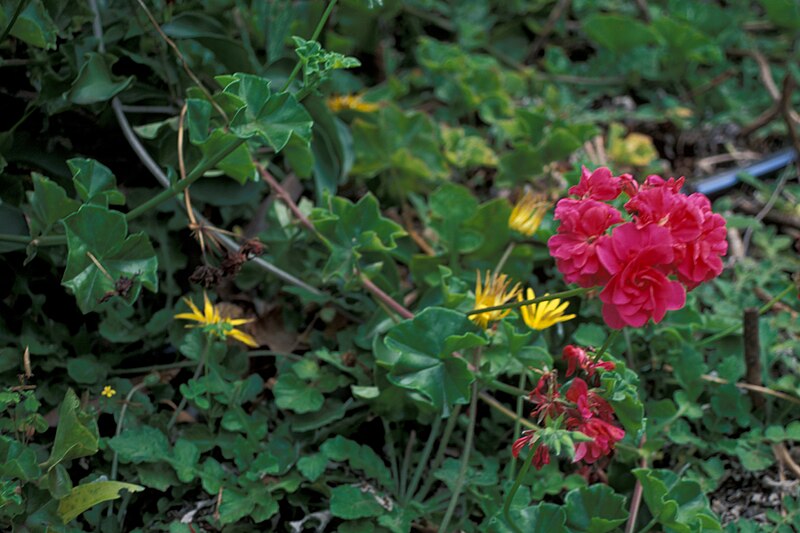 Archivo:Starr 980529-4263 Pelargonium.jpg