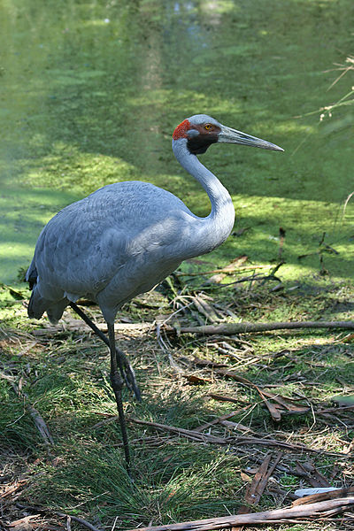 File:Brolga-1-Healesville,-Vic,-3.1.2008.jpg