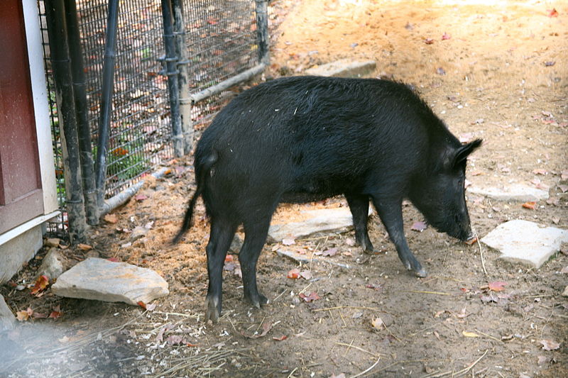 File:Carolina, Ossabaw Island Hog.jpg