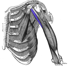 Coracobrachialis.png