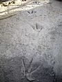 A carnivorous therapod trackway, near Enciso, La Rioja, Spain