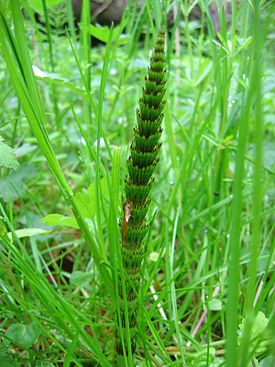 Хвощ большой (Equisetum telmateia)