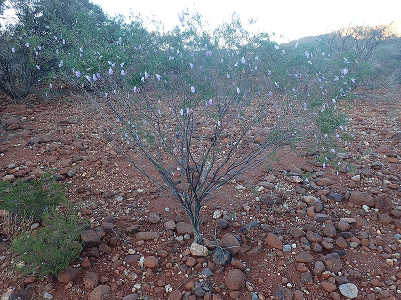 File:Eremophila glutinosa (habit).jpg