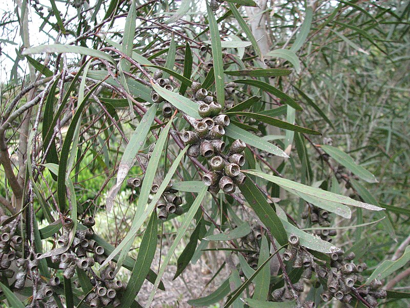 Файл:Eucalyptus viridis.JPG