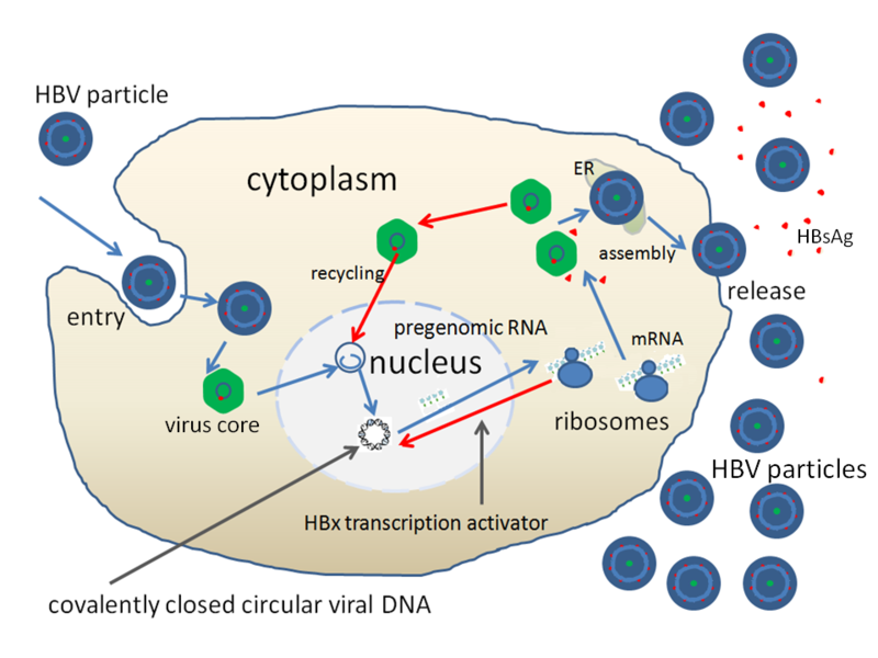 File:HBV replication.png