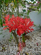 吊灯扶桑 Hibiscus schizopetalus