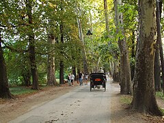 Great Lane (Velika aleja), Ilidža