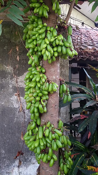 File:Javanese belimbing wuluh.jpg